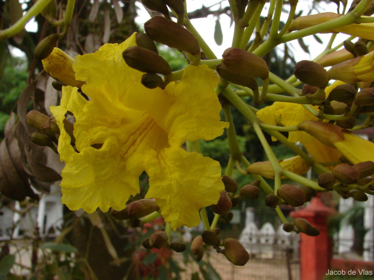 Tabebuia aurea (Silva Manso) Benth. & Hook.f. ex S.Moore